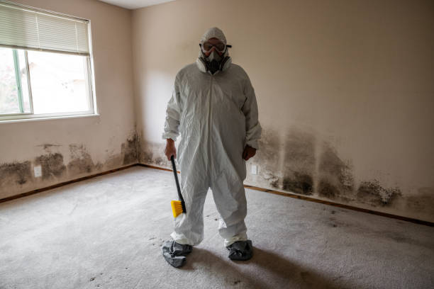 Mold Removal Process in Varnville, SC